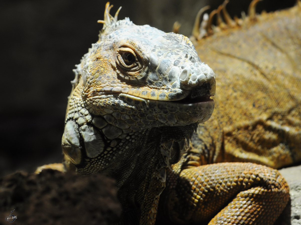 Ein Sdamerikanischer Grner Leguan, fotografiert im Zoo Barcelona. (Dezember 2011)