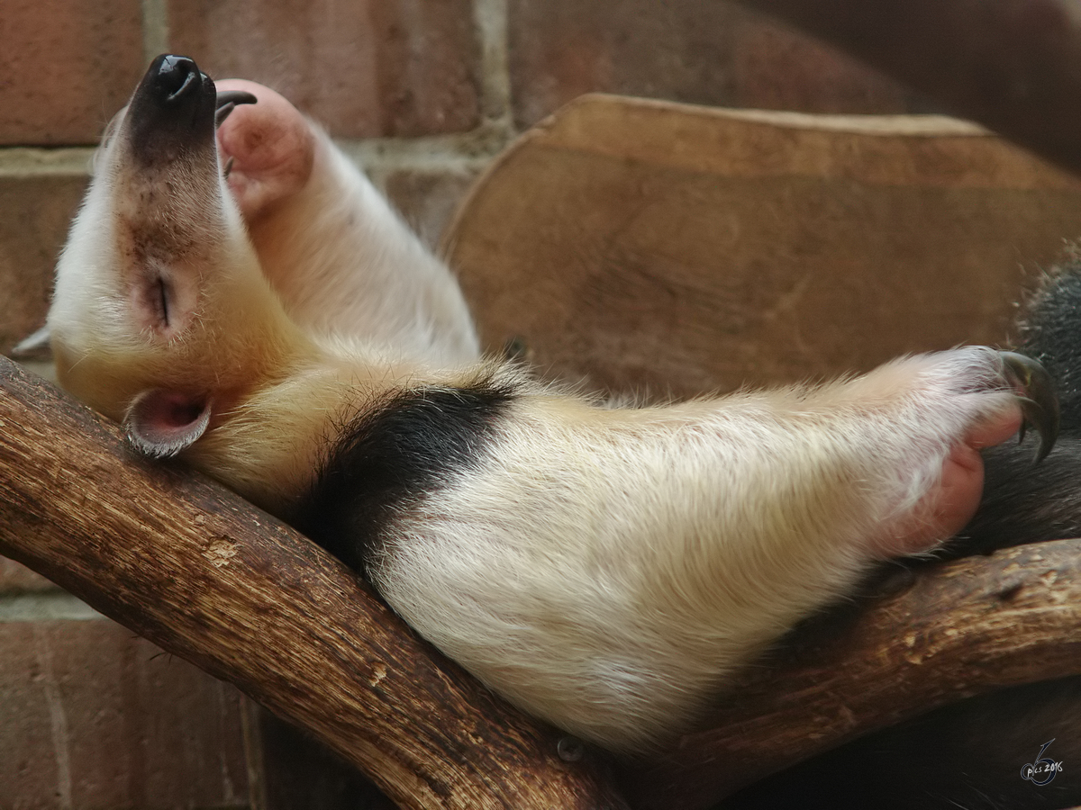 Ein Sdlicher Tamandua im Zoo Dortmund. (November 2009)