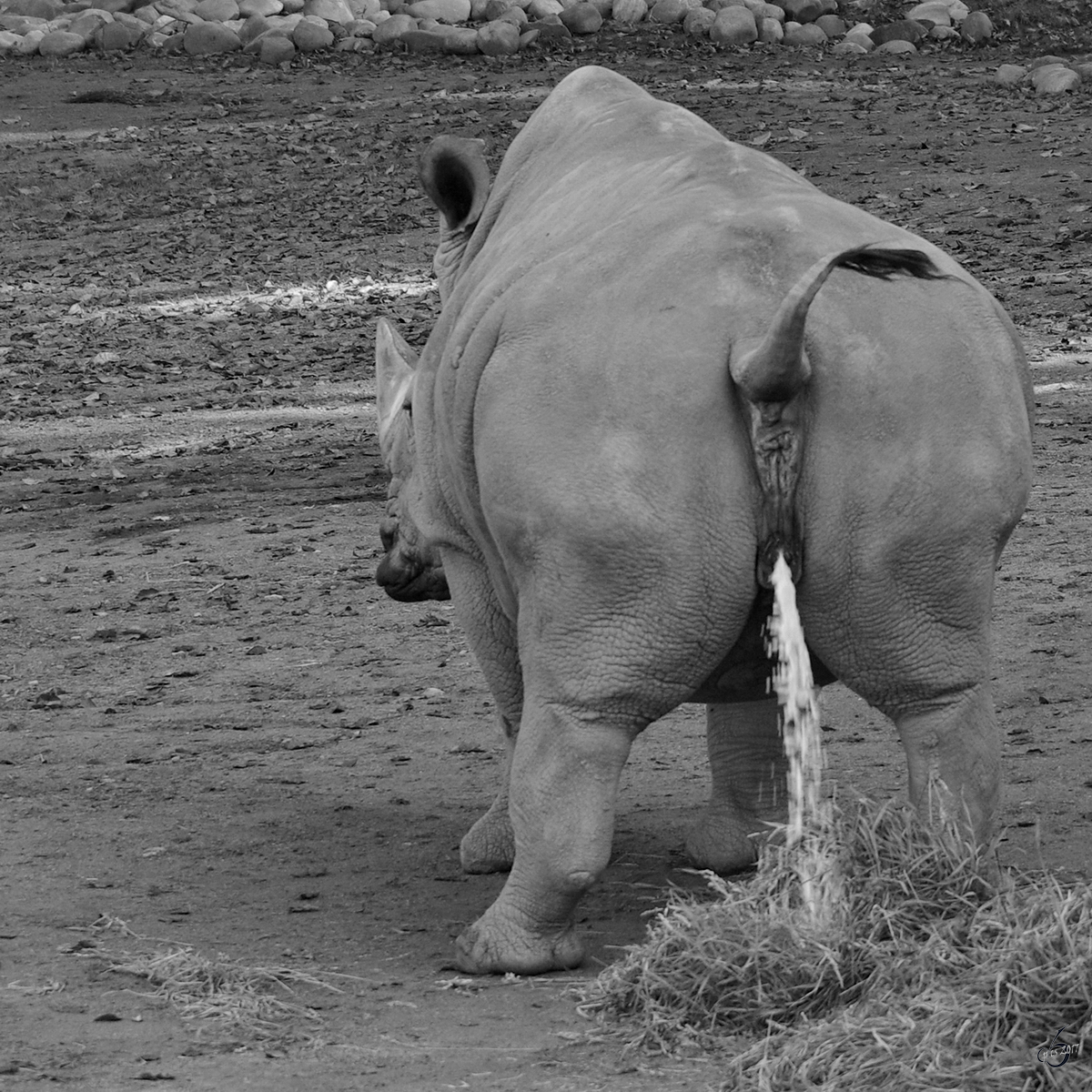 Ein Sdliches Breitmaulnashorn dngt den  Salat . (Zoo Dortmund, September 2008)