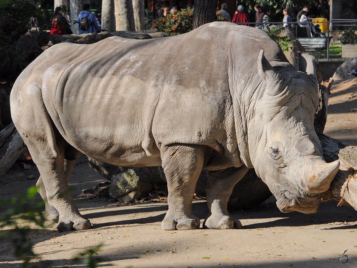 Ein Sdliches Breitmaulnashorn, fotografiert im Zoo Barcelona. (Dezember 2011)