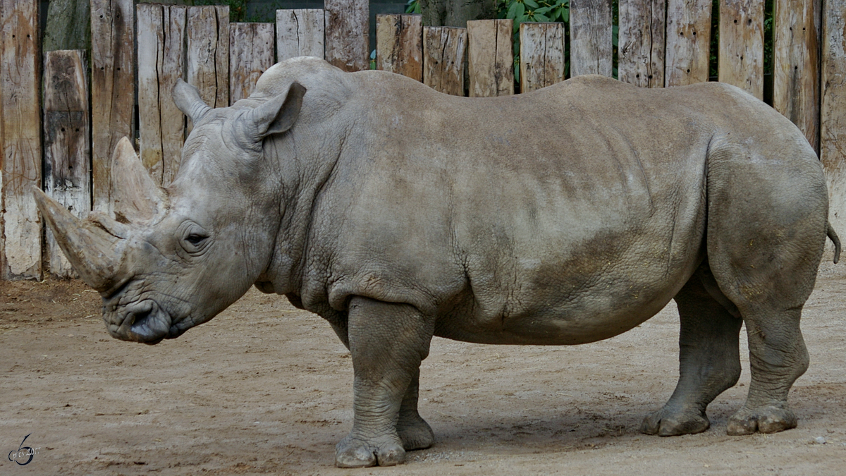 Ein Sdliches Breitmaulnashorn im Zoo Dortmund. (November 2005)