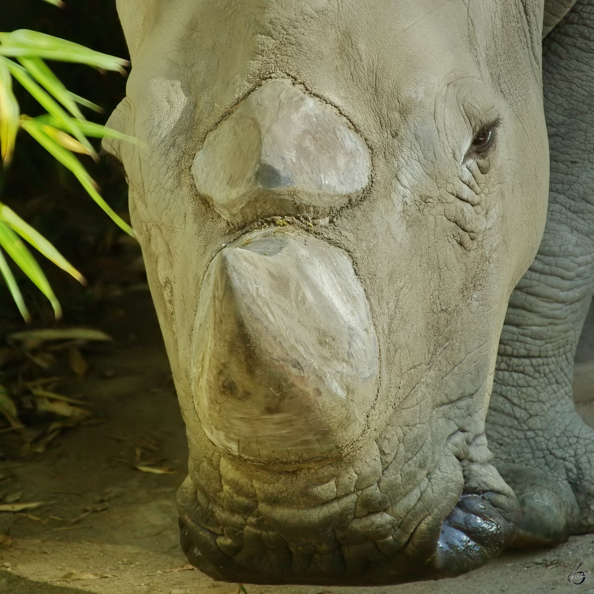 Ein Sdliches Breitmaulnashorn im Zoo Dortmund. (September 2008)