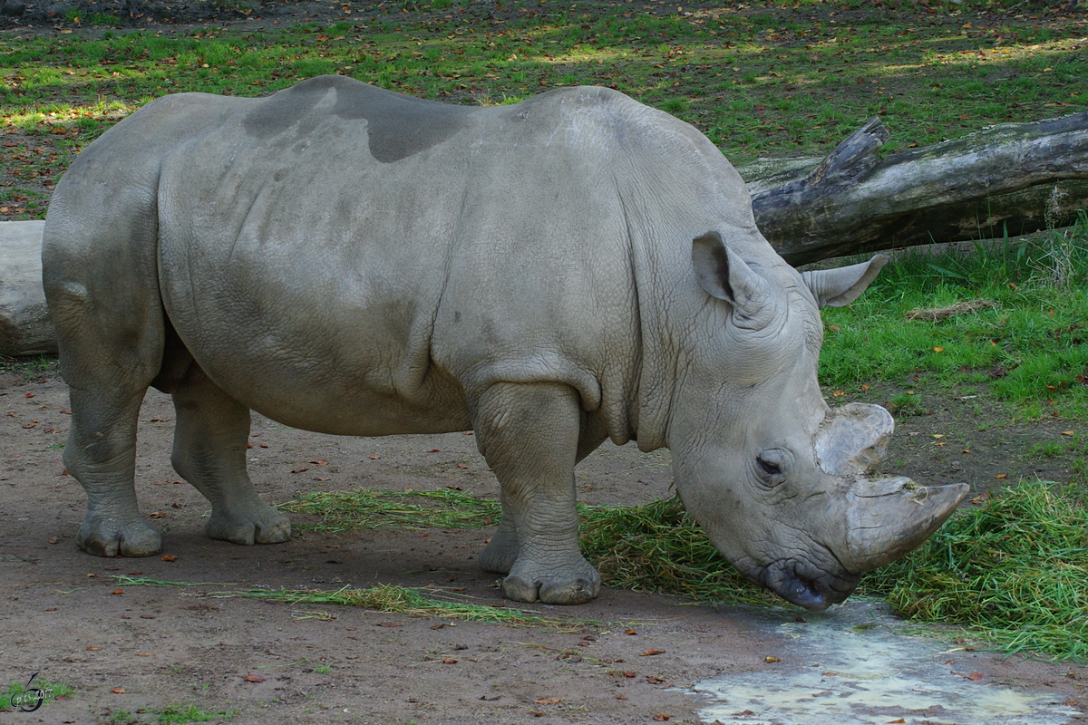 Ein Sdliches Breitmaulnashorn im Zoo Dortmund. (September 2008)