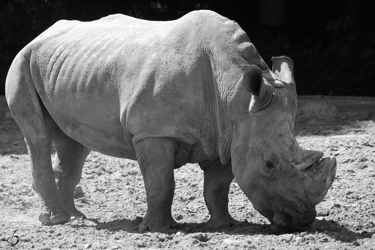 Ein Sdliches Breitmaulnashorn im Zoo Duisburg. (Juni 2013)