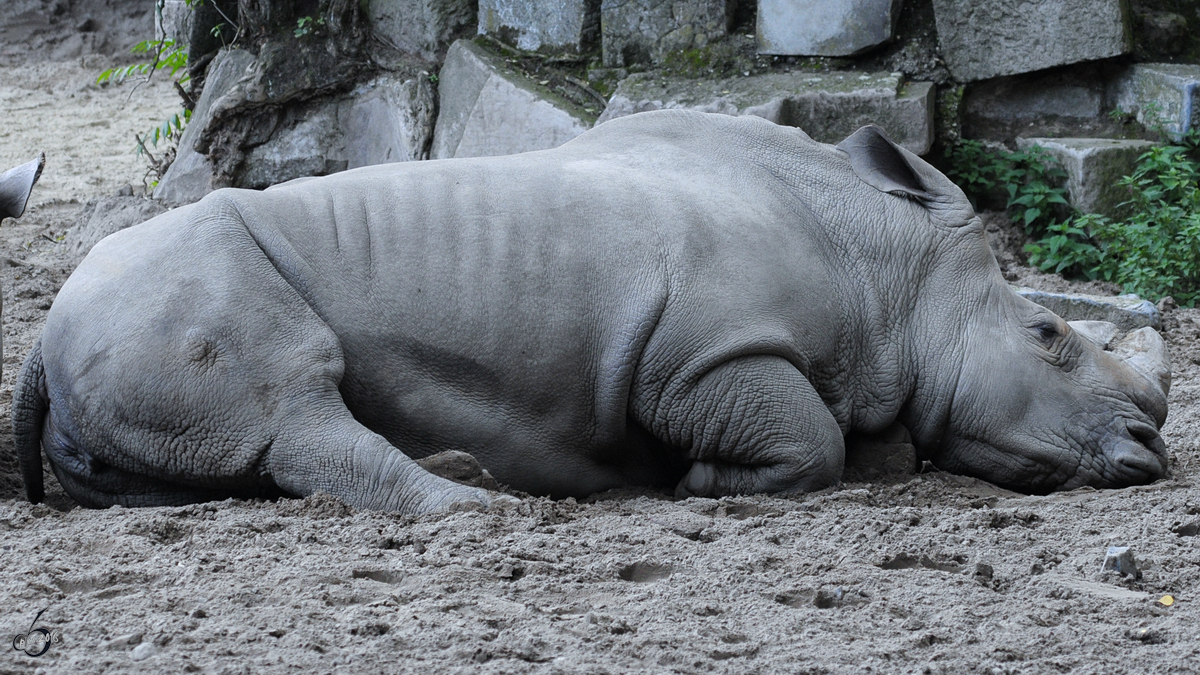 Ein Sdliches Breitmaulnashorn im Zoo Duisburg. (September 2010)