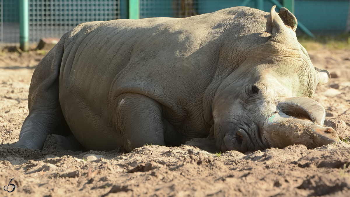 Ein Sdliches Breitmaulnashorn im Zoo Safaripark Stukenbrock. (Oktober 2014)