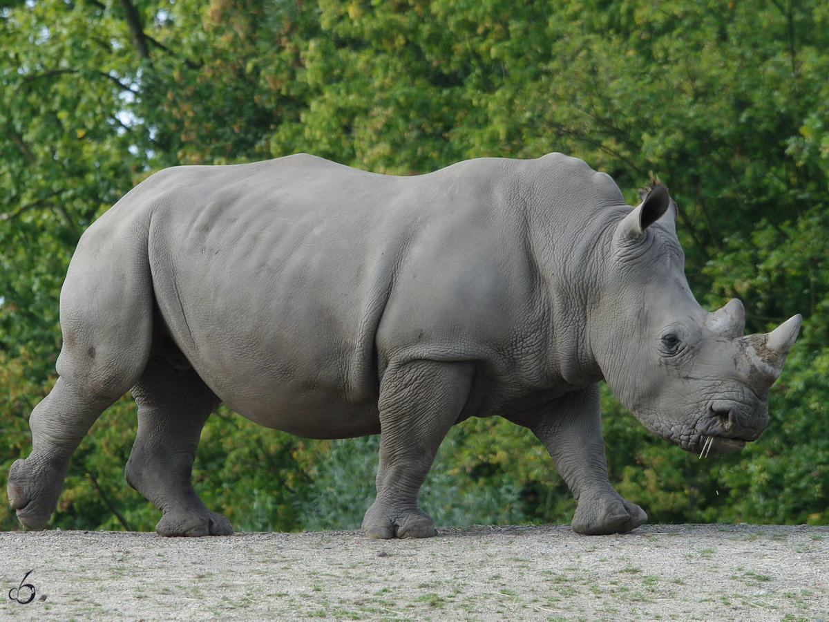 Ein Sdliches Breitmaulnashorn im Zoom Gelsenkirchen (September 2009)