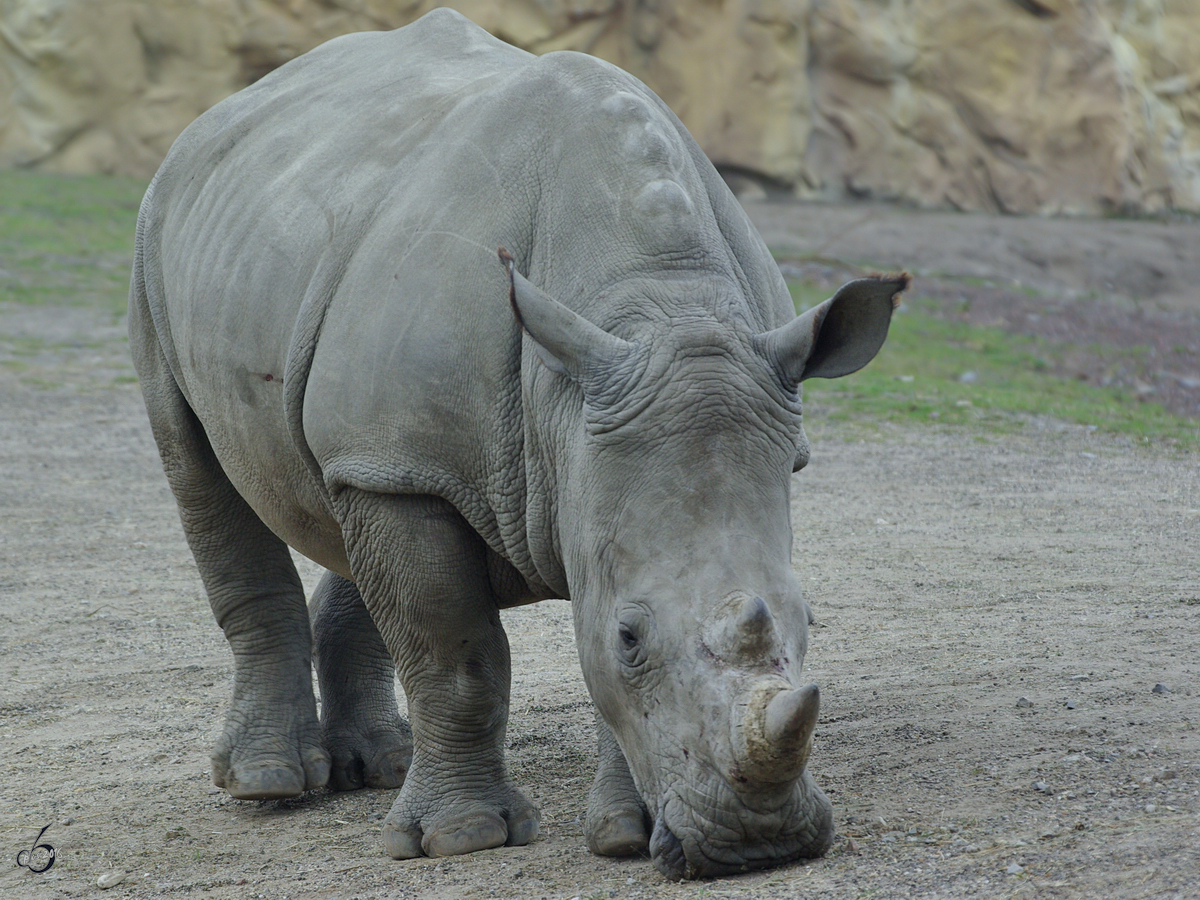 Ein Sdliches Breitmaulnashorn im Zoom Gelsenkirchen. (September 2008)