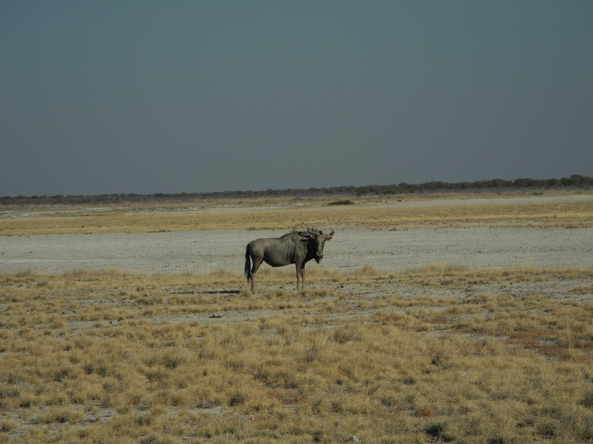 Ein Südliches Streifengnu (Connochaetes taurinus taurinus) in der Weite des Etosha-Nationalparks in Namibia, 29.7.20