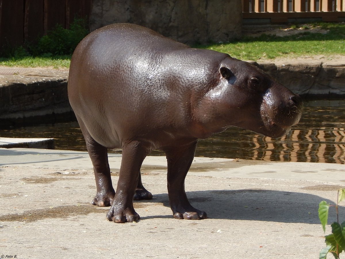 Ein ses Zwergflusspferd im Rostocker Zoo am 19.08.2018