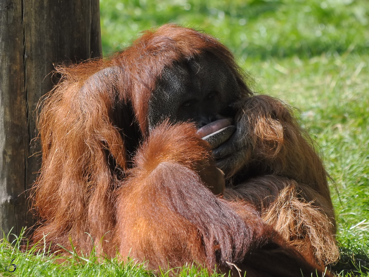 Ein Sumatra-Orang-Utan Anfang September 2010 im Zoo Dortmund.