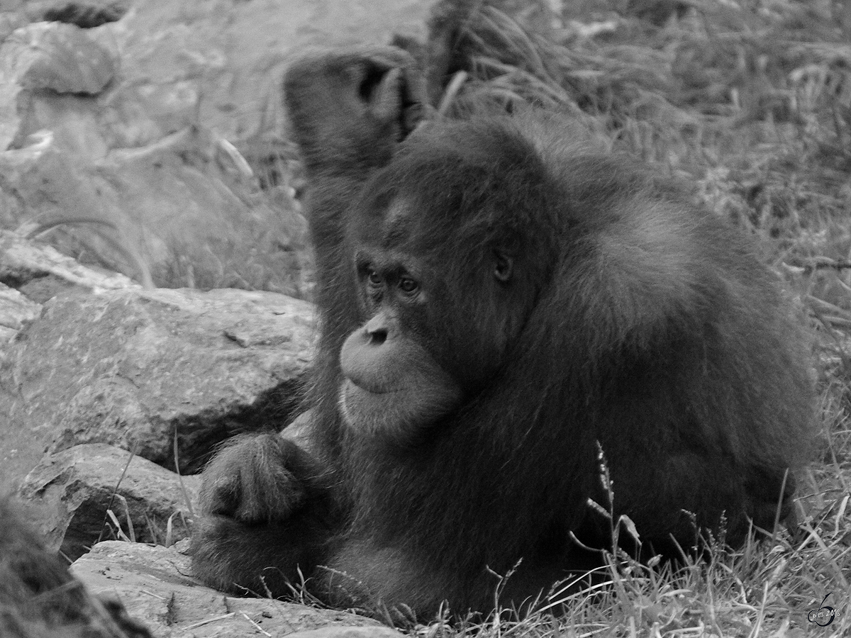 Ein Sumatra-Orang-Utan im Zoo Dortmund. (September 2008)