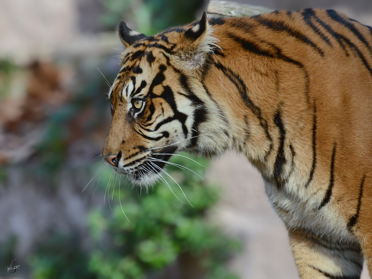 Ein Sumatra-Tiger in der winterlichen Mittagssonne im Zoo Barcelona. (Dezember 2011)