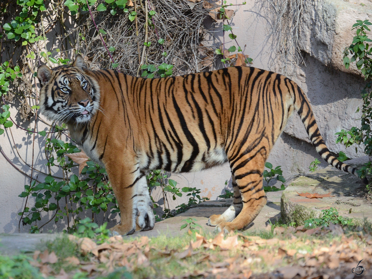 Ein Sumatra-Tiger in der winterlichen Mittagssonne im Zoo Barcelona. (Dezember 2011)