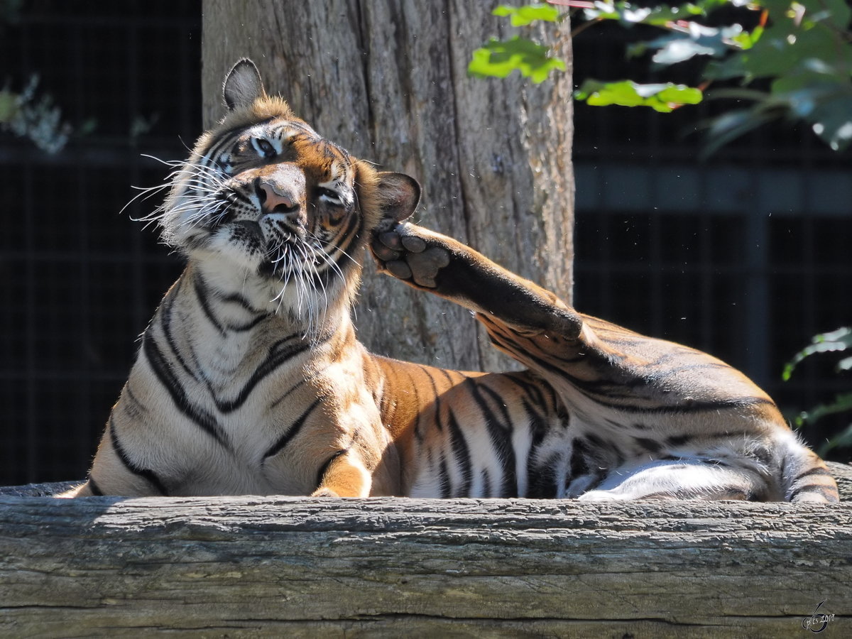 Ein Sumatra-Tiger im Zoo Dortmund. (September 2010)