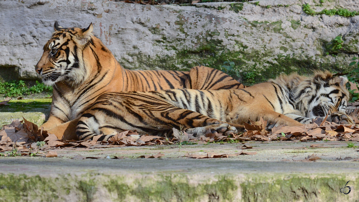 Ein Sumatra-Tigerprchen dst in der winterlichen Mittagssonne im Zoo Barcelona. (Dezember 2011)