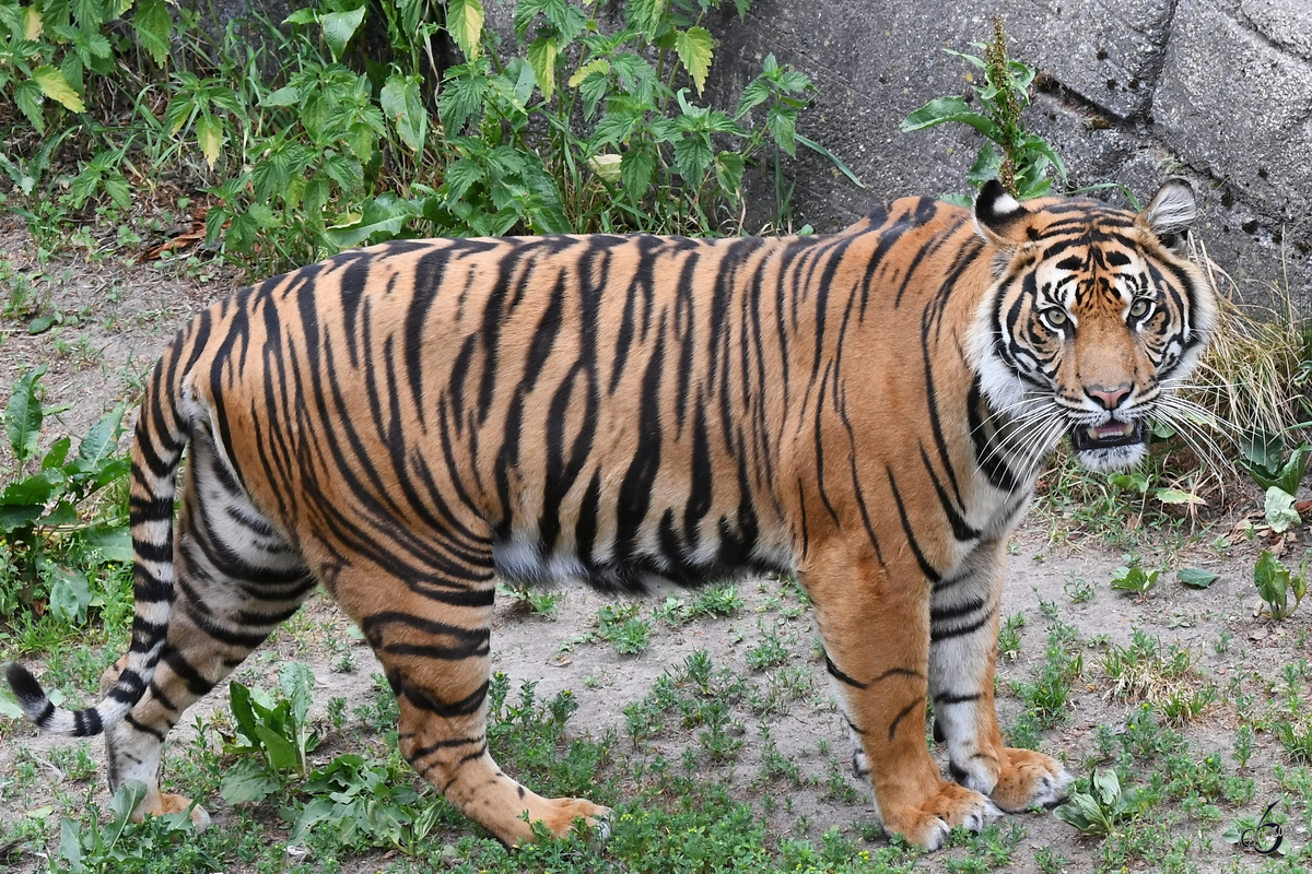 Ein Sumatratiger durchstreift das Revier im Zoo Aalborg. (Juni 2018)