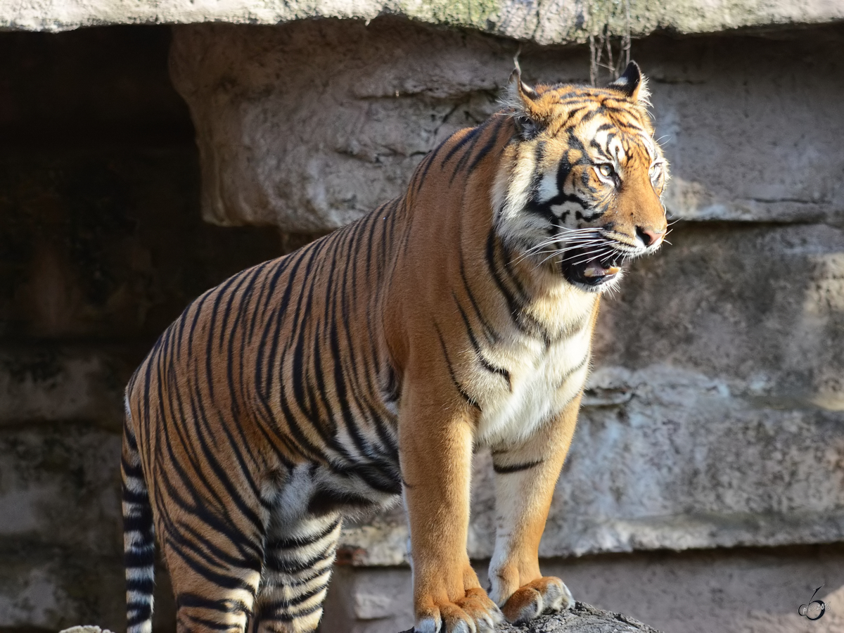 Ein Sumatratiger, fotografiert im Zoo Barcelona (Dezember 2011)