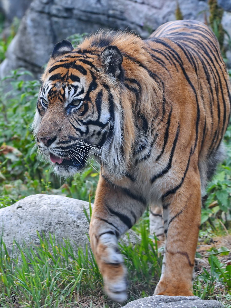 Ein Sumatratiger schlendert durch sein Reich. (Zoo Aalborg, Juni 2018)