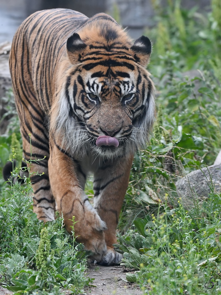 Ein Sumatratiger schlendert durch sein Reich. (Zoo Aalborg, Juni 2018)