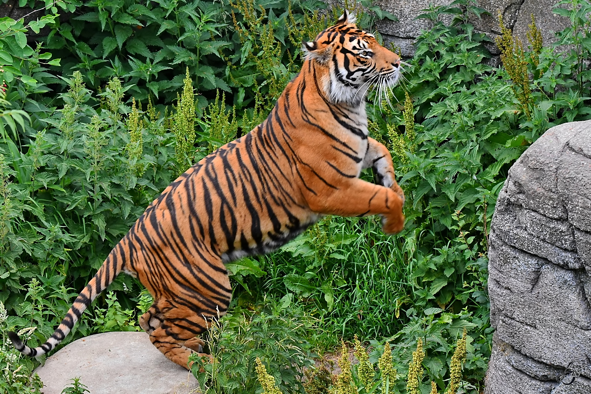 Ein Sumatratiger setzt zum Sprung an. (Zoo Aalborg, Juni 2018)