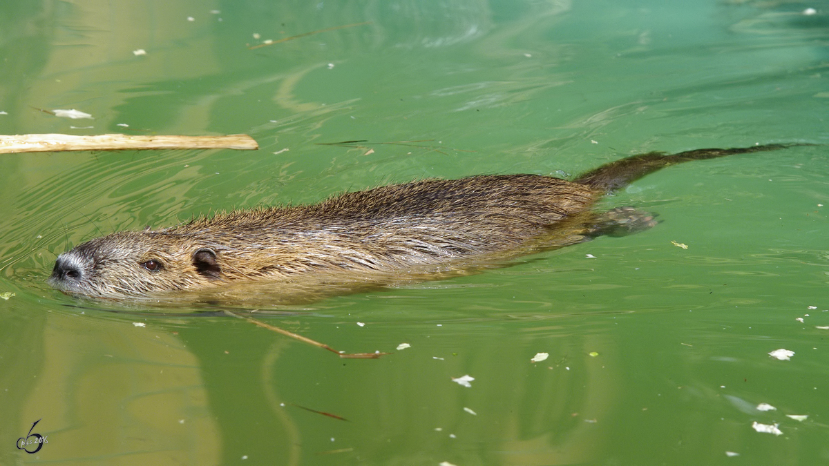 Ein Sumpfbiber im Zoo Dortmund. (Mrz 2009)