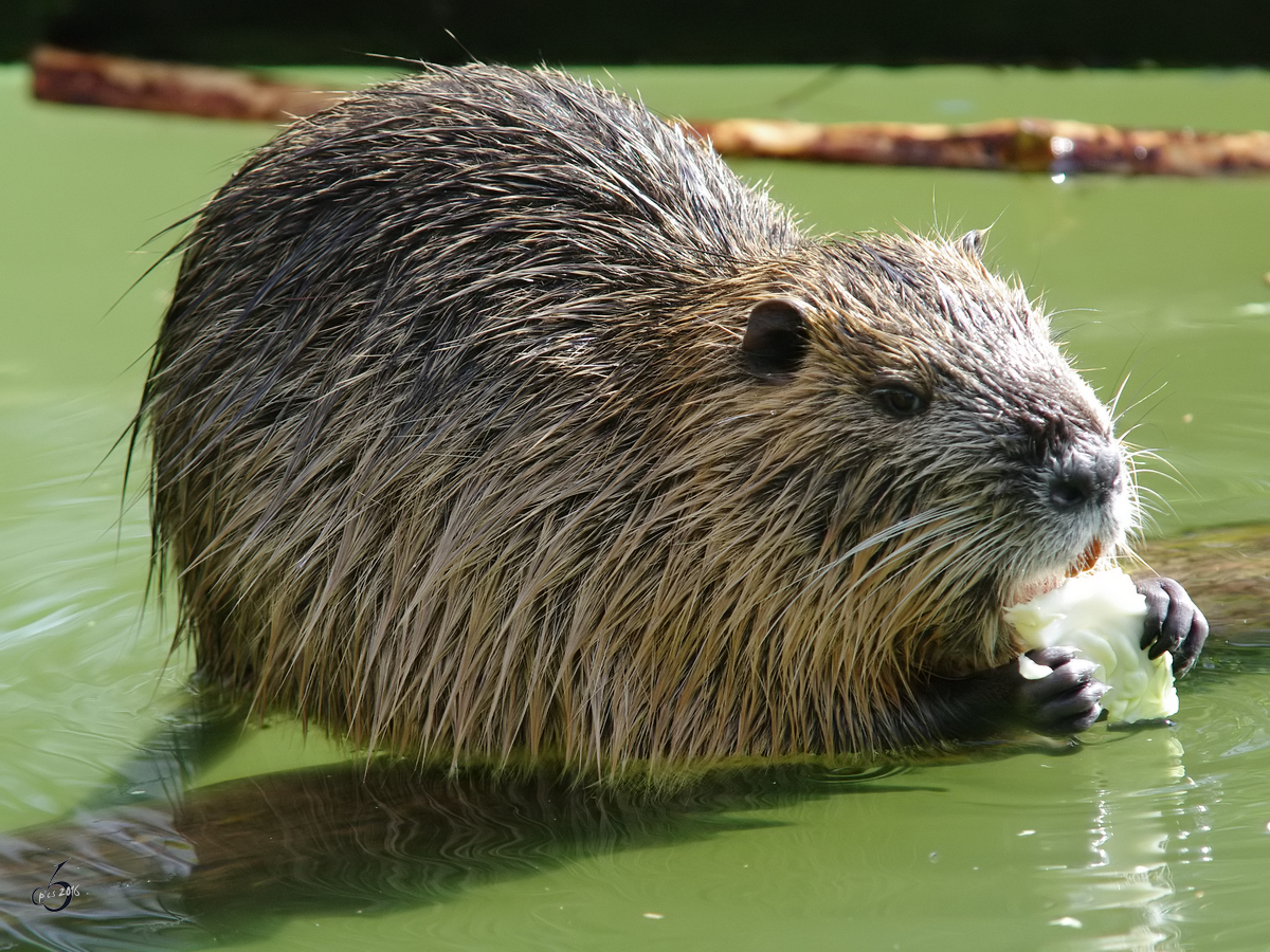 Ein Sumpfbiber im Zoo Dortmund. (November 2009)