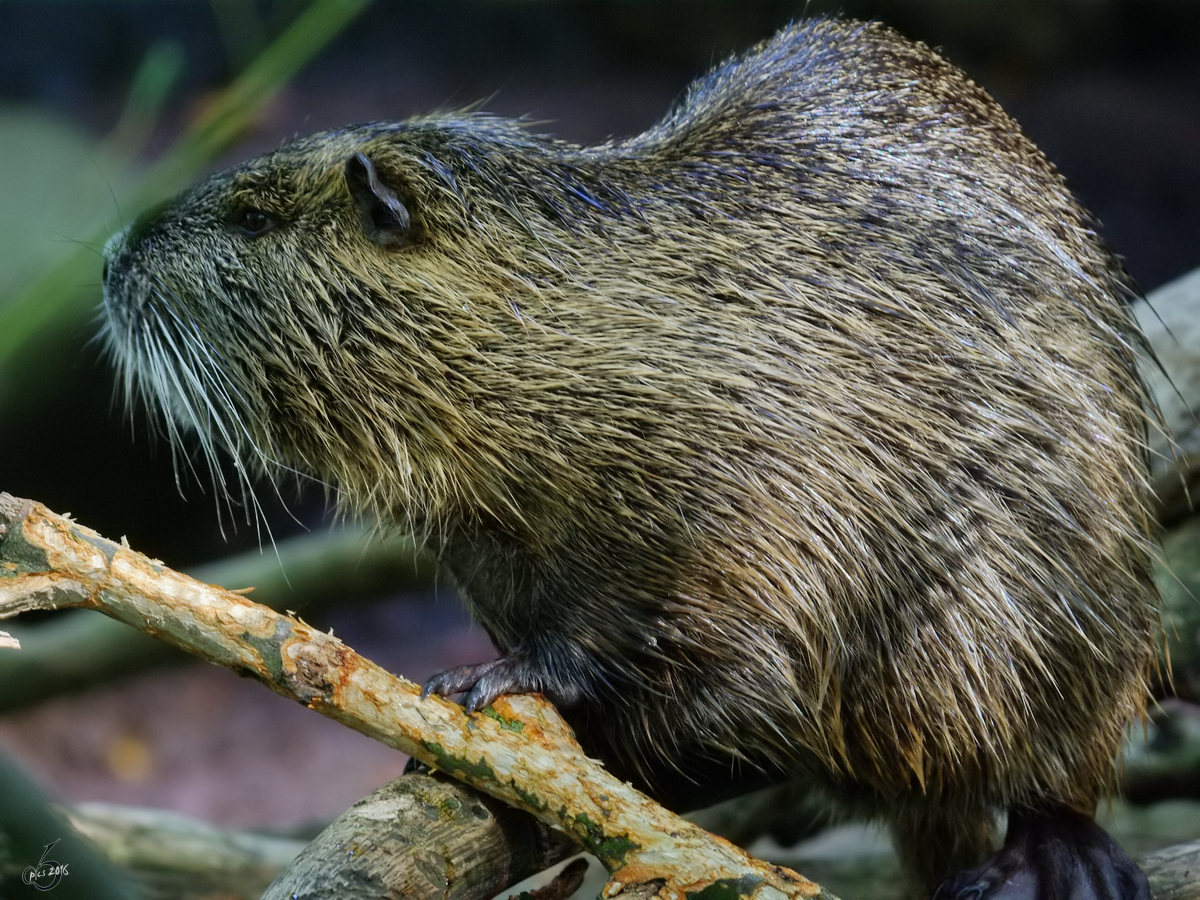 Ein Sumpfbiber im Zoo Dortmund. (September 2008)