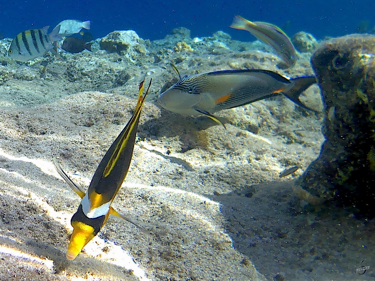 Ein Tabak-Falterfisch und ein Arabischer Doktorfisch im Roten Meer. (Scharm El Scheich, Dezember 2018)