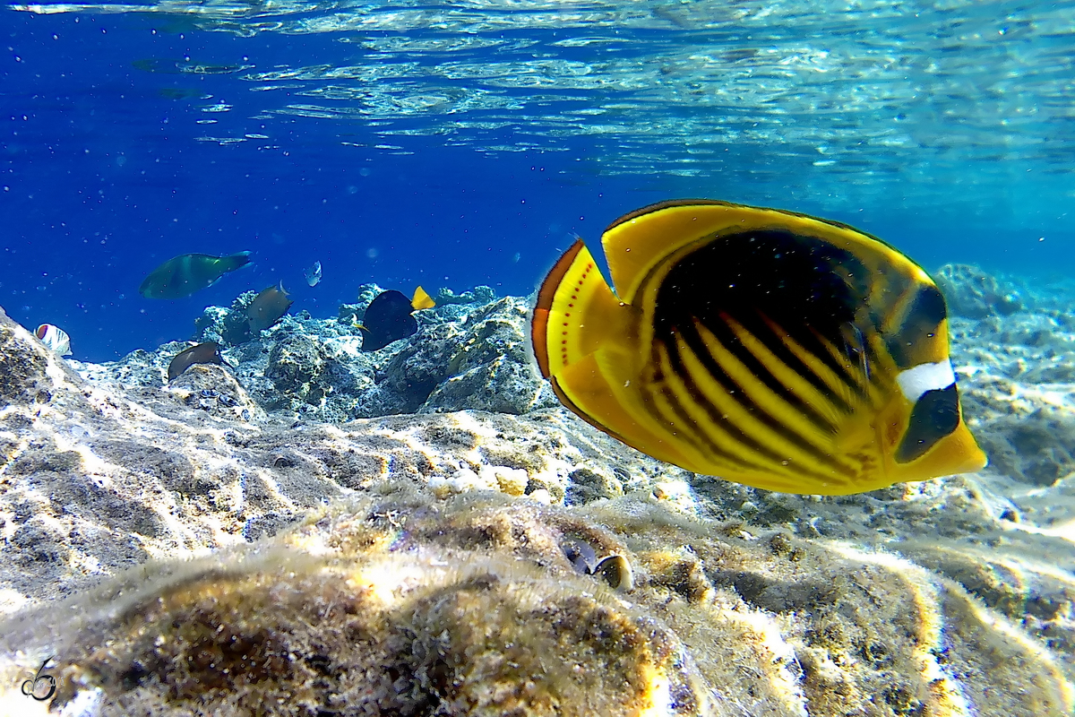 Ein Tabak-Falterfisch im Roten Meer. (Scharm El Scheich, Dezember 2018)