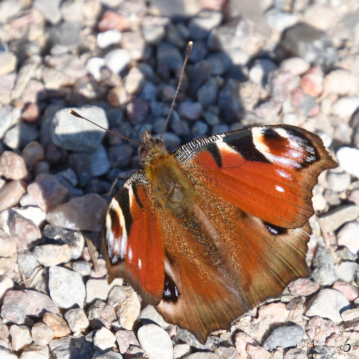 Ein Tagpfauenauge gonnt sich ein paar Sonnenstrahlen. (Priwall, April 2019)