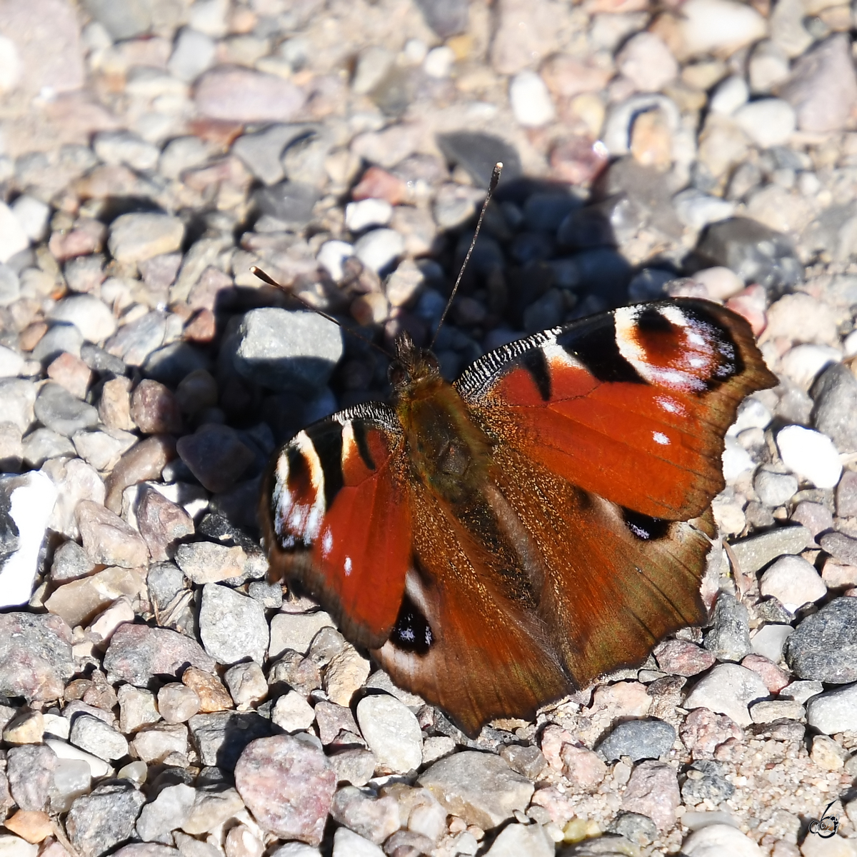 Ein Tagpfauenauge pausiert Anfang April 2019 in Hattingen.