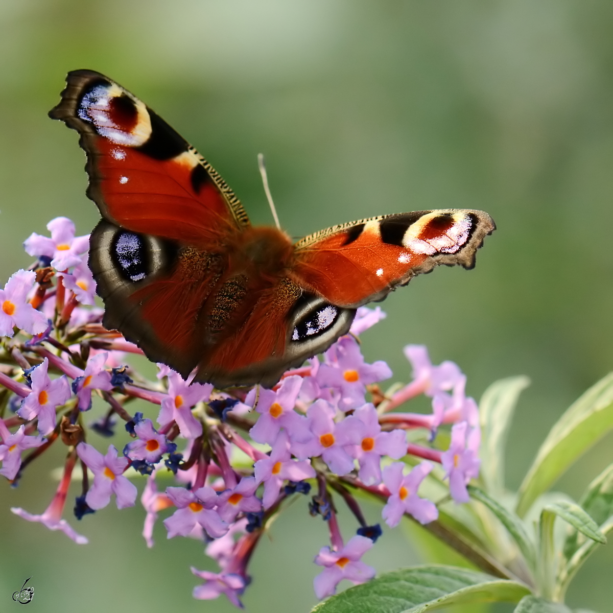 Ein Tagpfauenauge pausiert im elterlichen Garten. (Jarmen, August 2014)