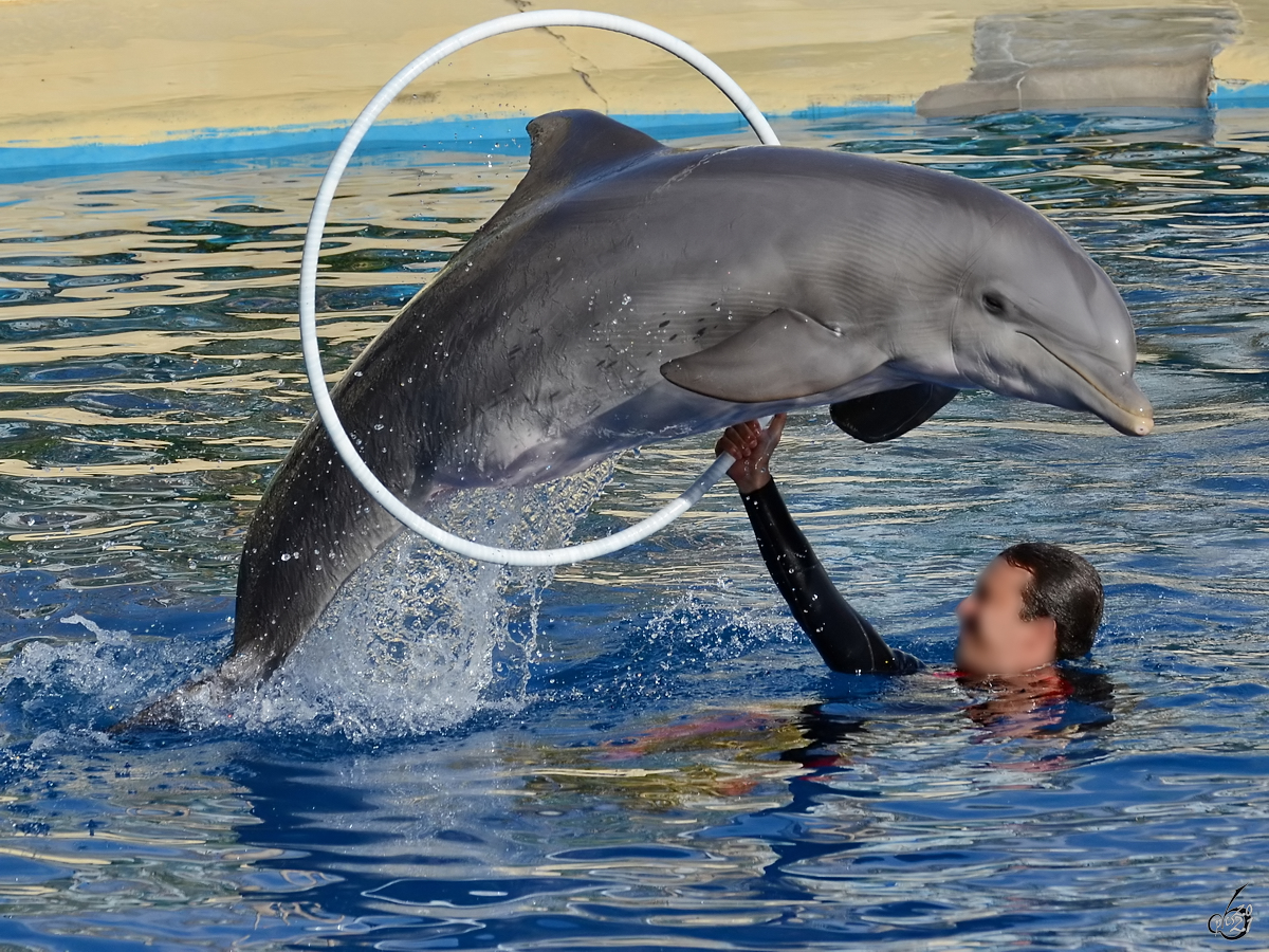 Ein talentierter Delfin mit seinem Trainer, so gesehen Anfang Dezember 2010 im Zoo Madrid.