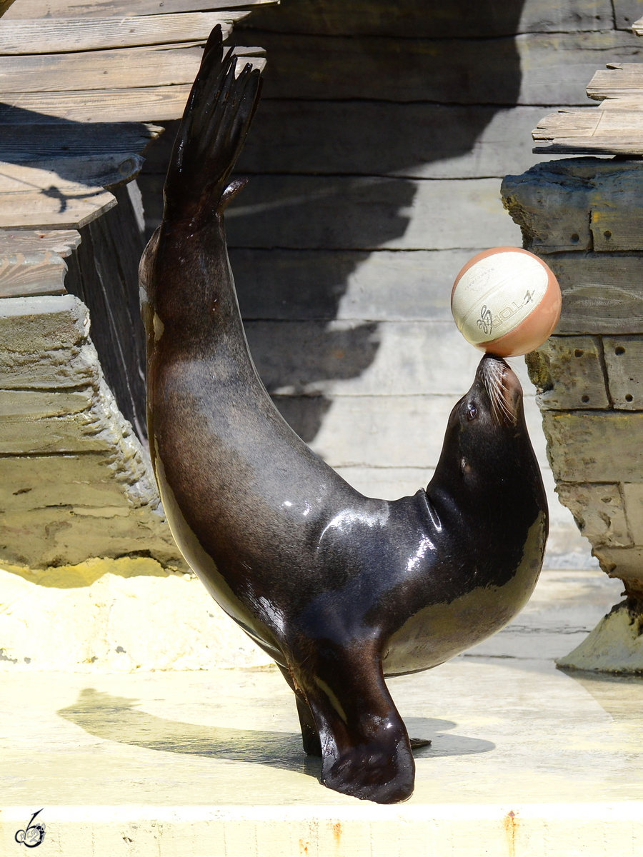 Ein talentierter Seelwe bei einer Vorfhrung im Zoo Madrid. (Dezember 2010)