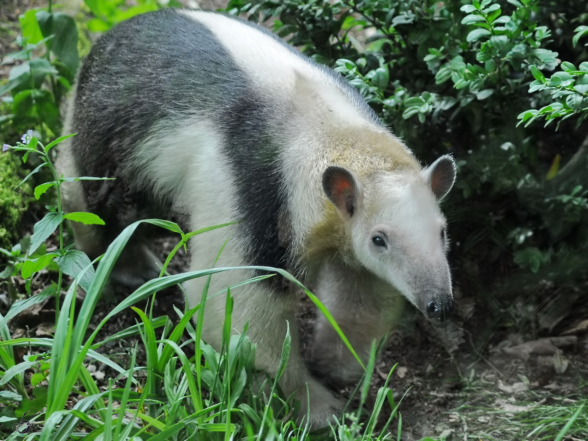 Ein Tamandua, oder auch kleiner Ameisenbr im Zoo Dortmund. (Juni 2010)