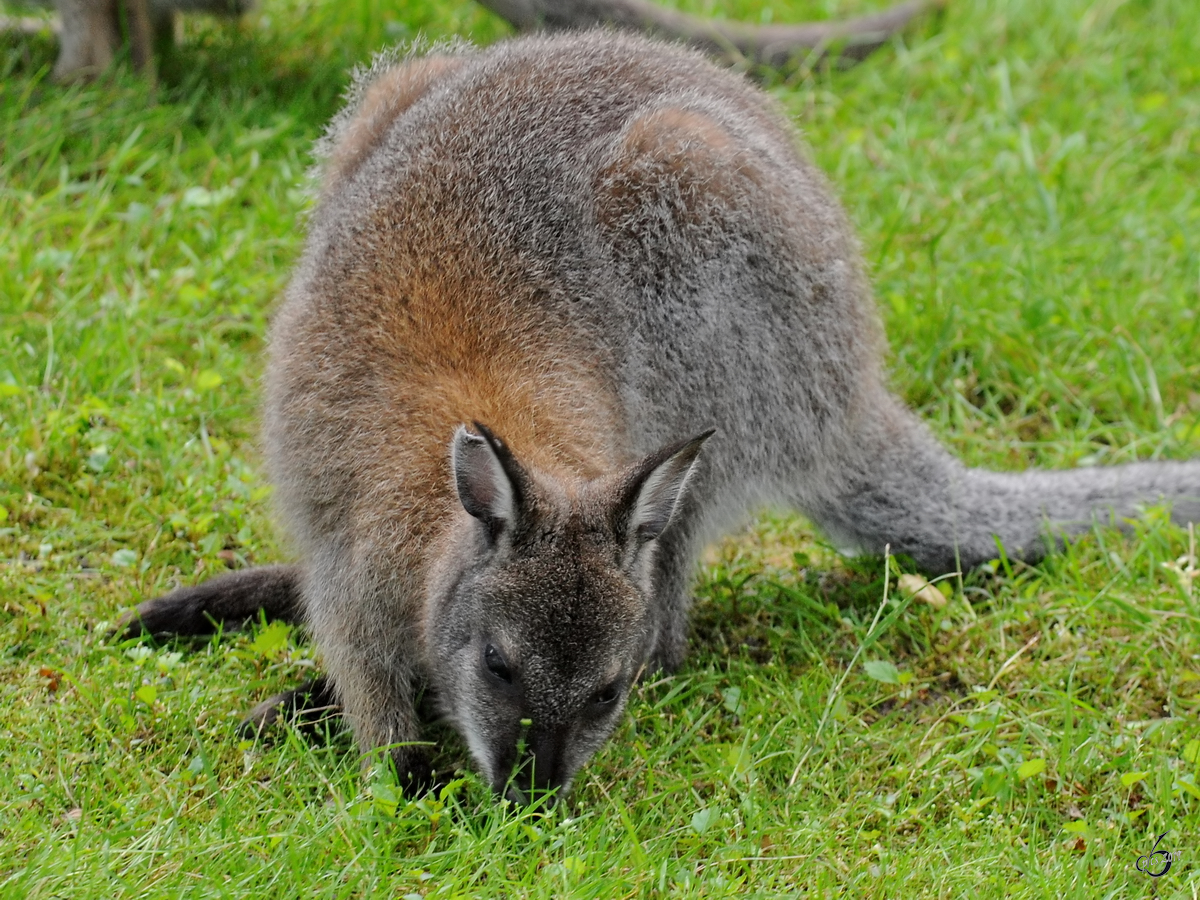 Ein Tammar-Wallaby Anfang Juli 2010 im Zoo Schwerin.