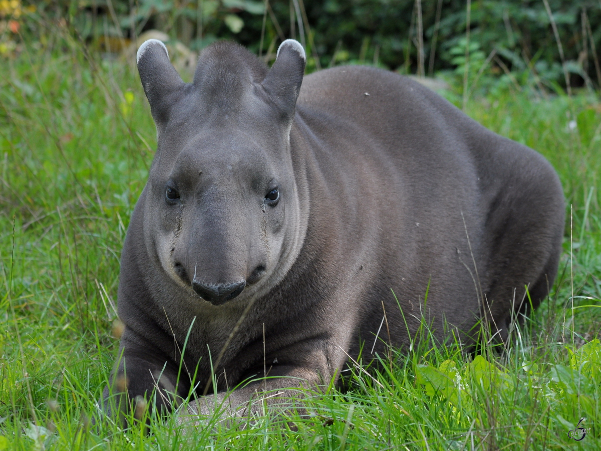 Ein Tapir im Zoo Dortmund. (September 2010)