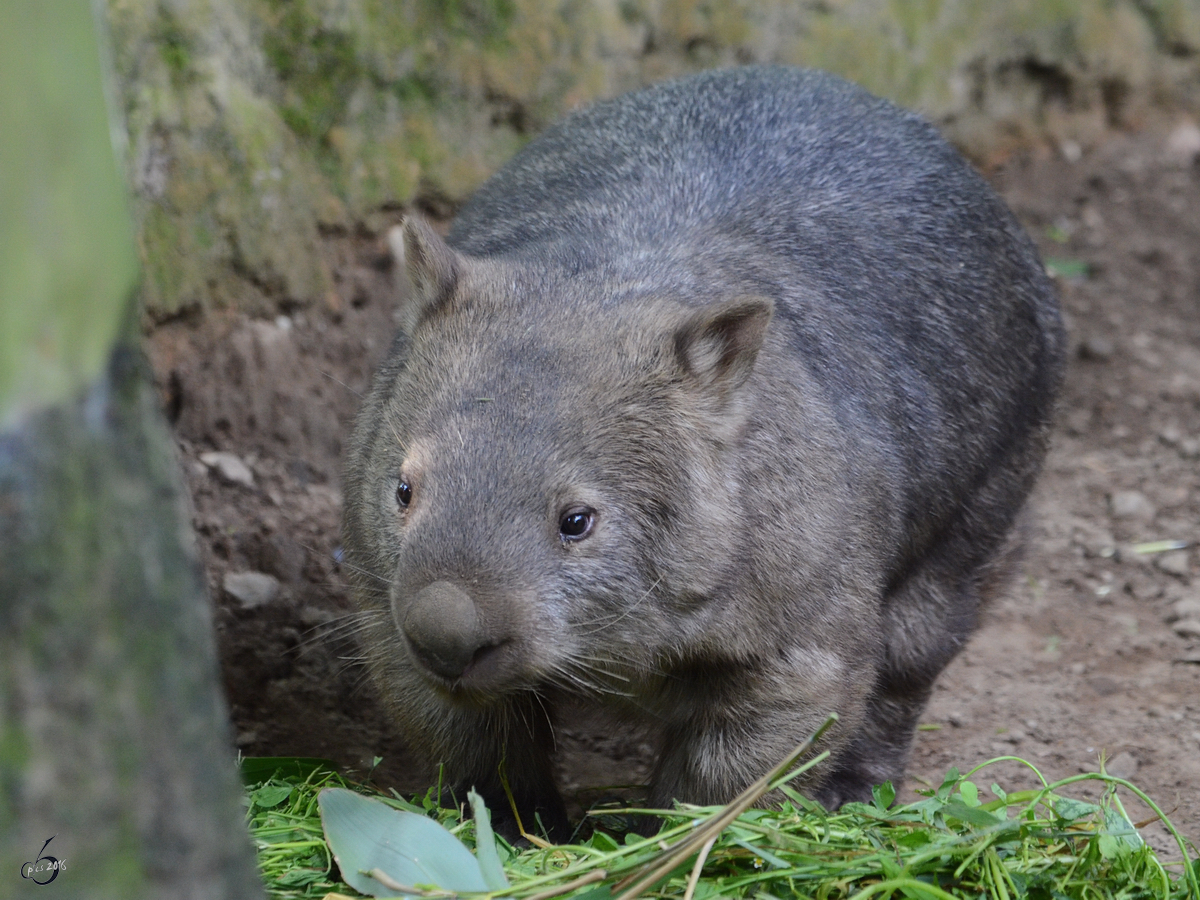 Ein Tasmanischer Nacktnasenwombat im Zoo Duisburg.