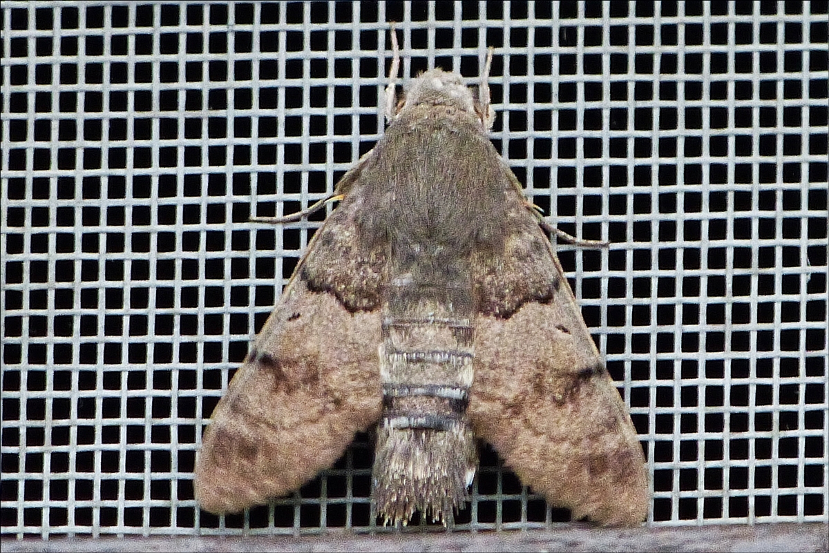 Ein Taubenschwnzchen einmal in Ruhestellung am Fliegengitter eines Fensters, am frhen Morgen des  19.08.2019
(Hans)
