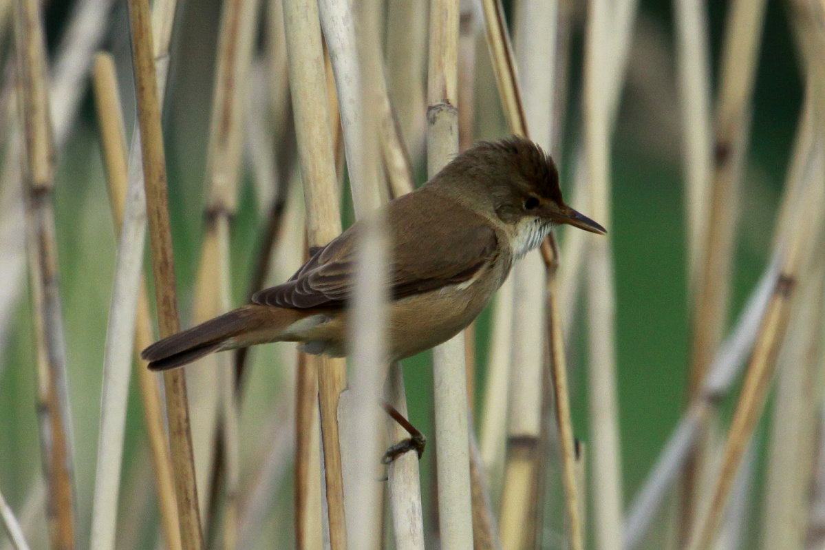 Ein Teichrohrsnger im Naturschutzgebiet  Ostufer des Groen Ratzeburger Sees . Es war sehr schwer diesen kleinen Kerl zu fotografieren. Zwei Stunden lauerte ich im Sumpfgebiet auf diesen Moment; 10.05.2018