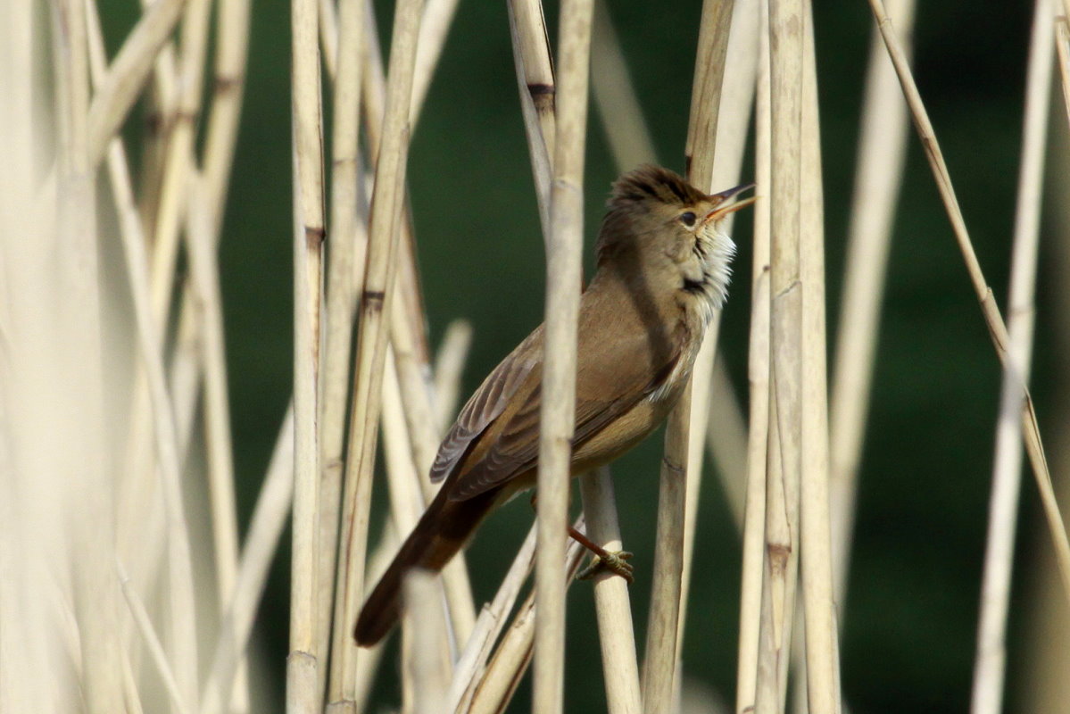 Ein Teichrohrsnger im Naturschutzgebiet  Ostufer des Groen Ratzeburger Sees ; 10.05.2018