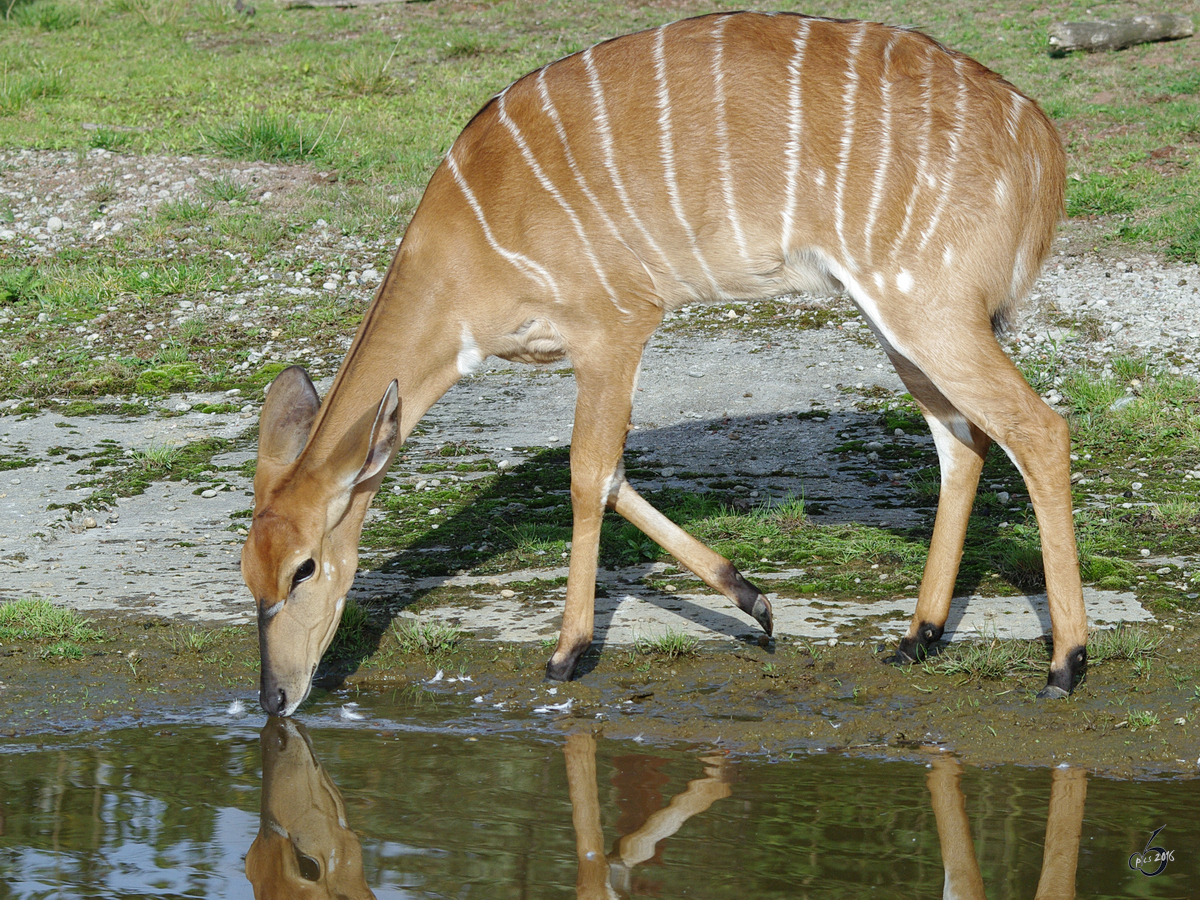 Ein Tiefland-Nyala im Zoom Gelsenkirchen. (September 2009)