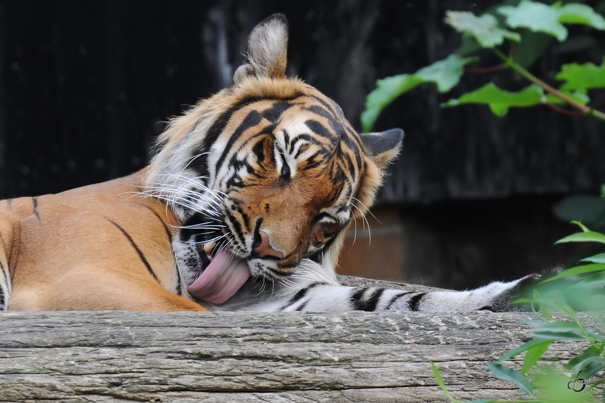 Ein Tiger im Zoo Dortmund. (Juni 2010)