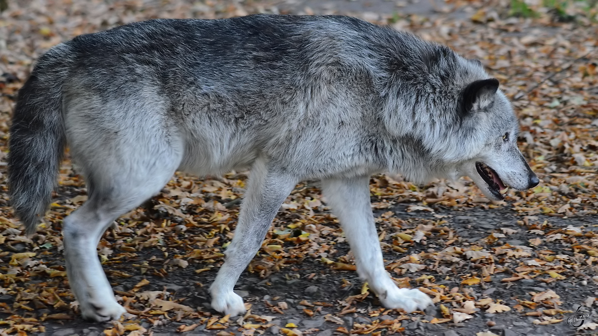 Ein Timberwolf Ende Oktober 2013 im Zoom Gelsenkirchen.