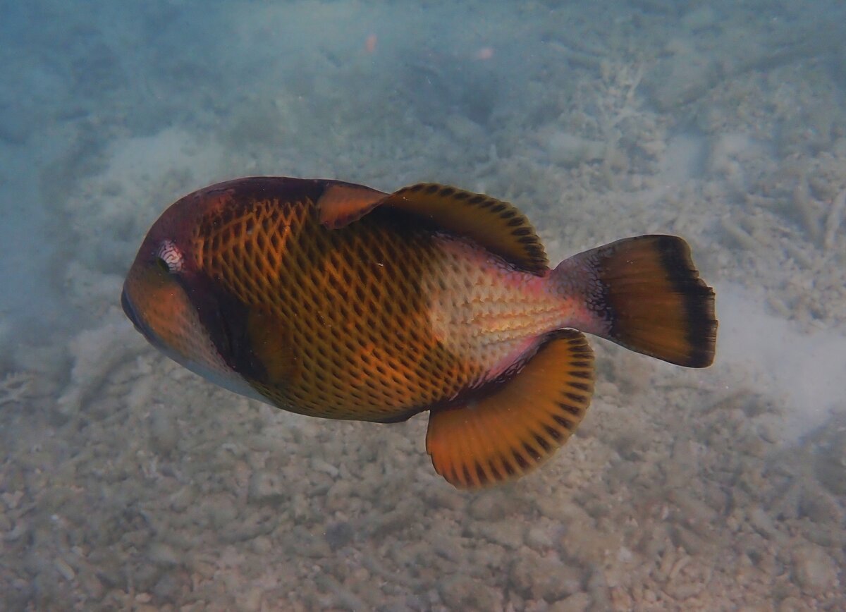 Ein Titan-Drckerfisch (Balistoides viridescens) in der Lagune des Rasdhoo-Atolls (Malediven), 30.07.2023.