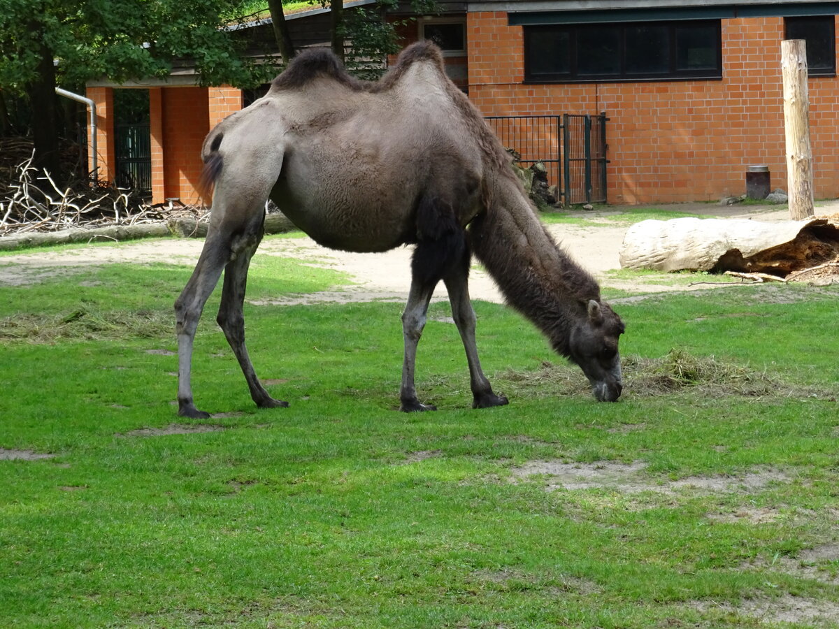 Ein Trampeltier (Camelus ferus f. bactrianus) beim Fressen im Zoo Cottbus, 05.08.21