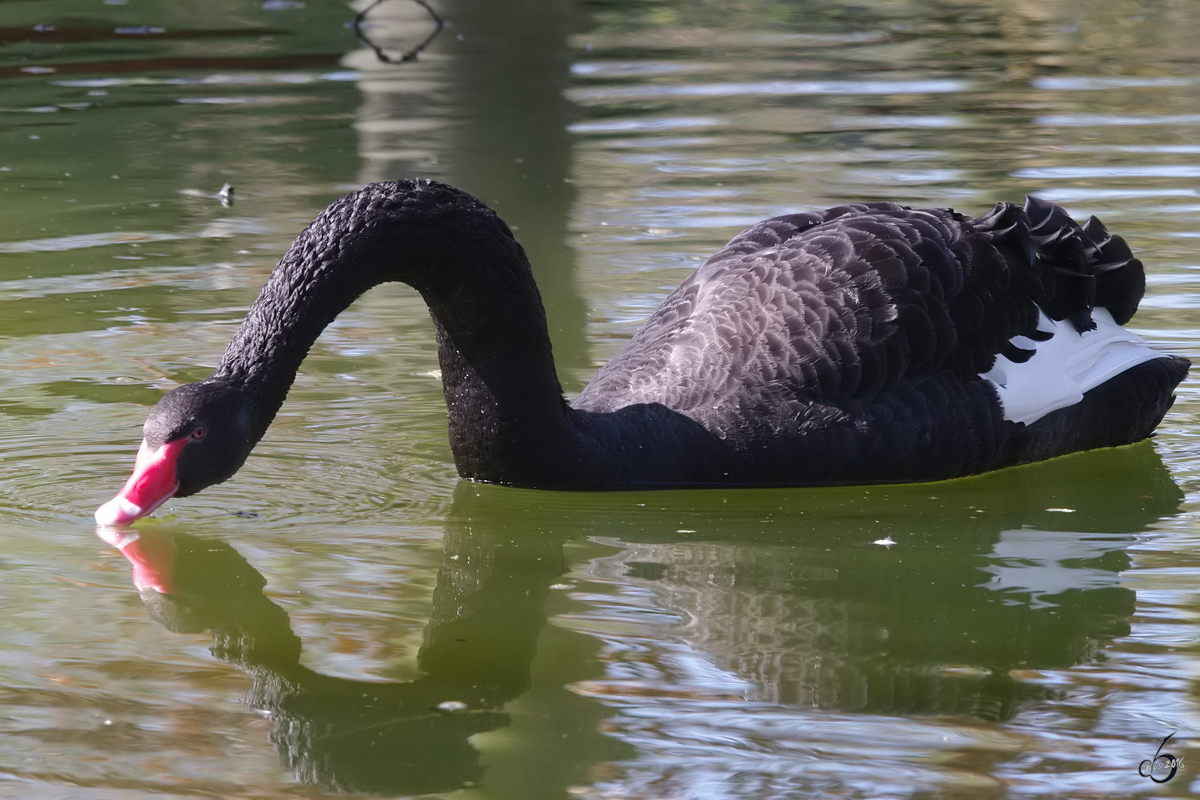 Ein Trauerschwan und sein Spiegelbild im Wasser. (April 2009)