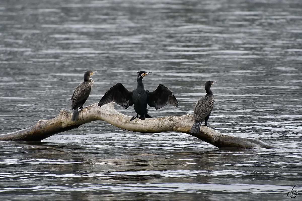 Ein Trio Kormorane pausiert auf einem Ast im Rhein bei Unkel. (April 2021)