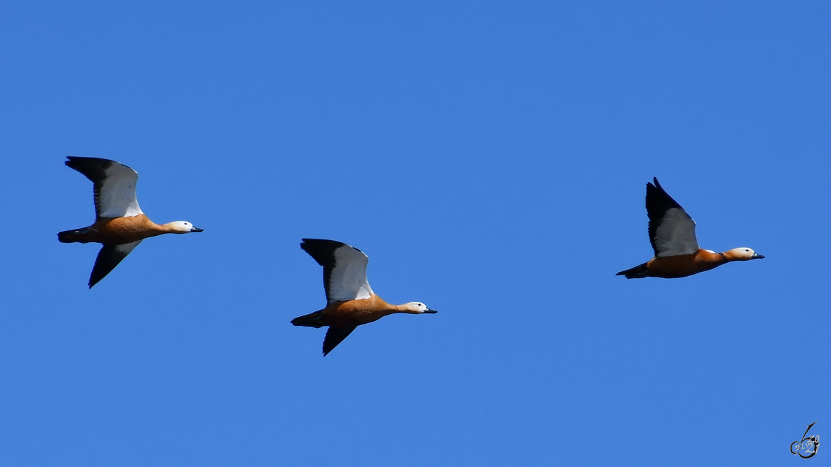 Ein Trio Rostgnse fliegen ber die Ruhr, so gesehen Mitte April 2021 in Witten.